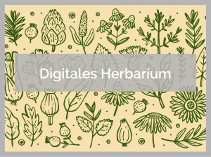 Dieses Bild hat ein leeres Alt-Attribut. Der Dateiname ist herbarium-300x224.png