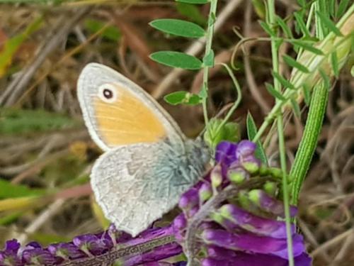 Symbolbilder für die Lebensgemeinschaften einer Wiese