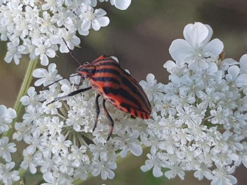 Symbolbilder für die Lebensgemeinschaften einer Wiese