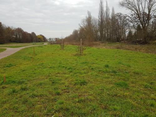 Nach dem einheitlichen Pflegeschnitt im Herbst 2020