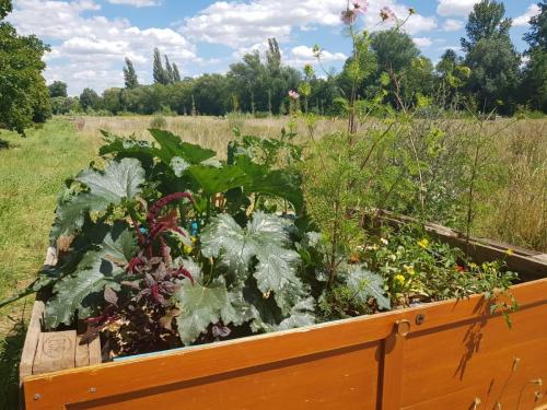 Kasten 1 zum Bepflanzen