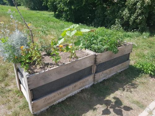 Kasten 2 zum Bepflanzen